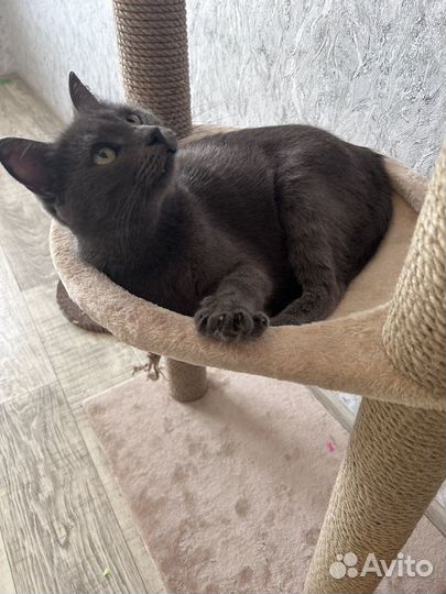 Кошка Соня ищет дом