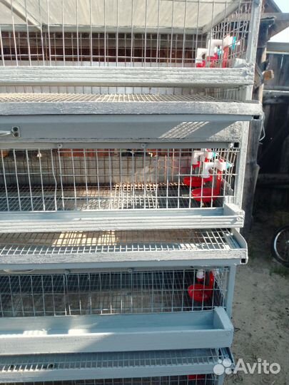 Клетка для перепелов