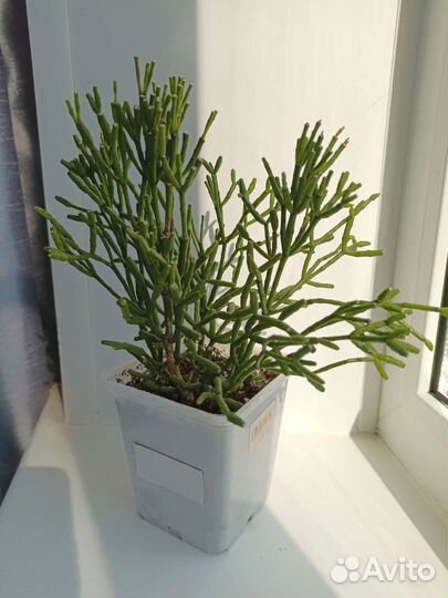 Кактусы хатиора, опунция цилиндрическая