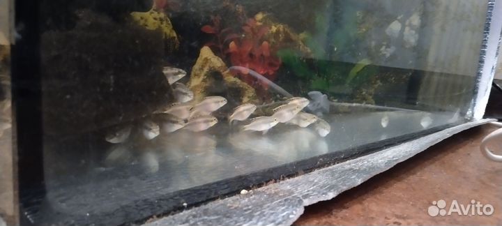 Аквариумные рыбки попугай