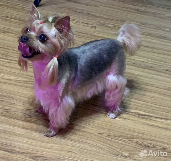 Грумер. Стрижка собак и кошек