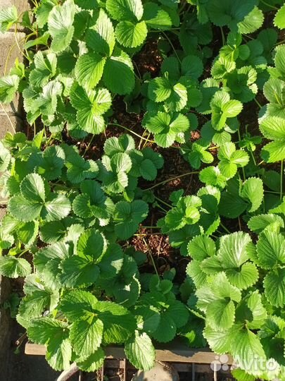 Рассада элитных сортов клубники (более 70 сортов)