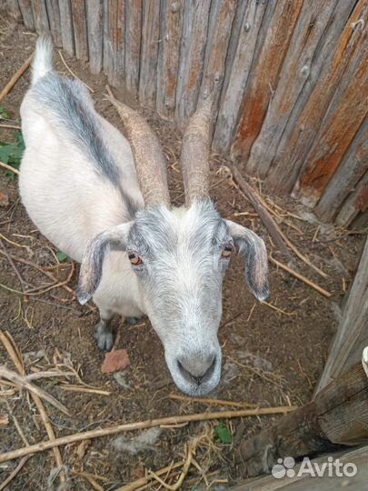 Коза дойная
