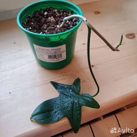 Филодендрон