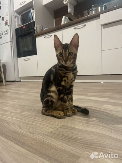 Бенгальская кошка