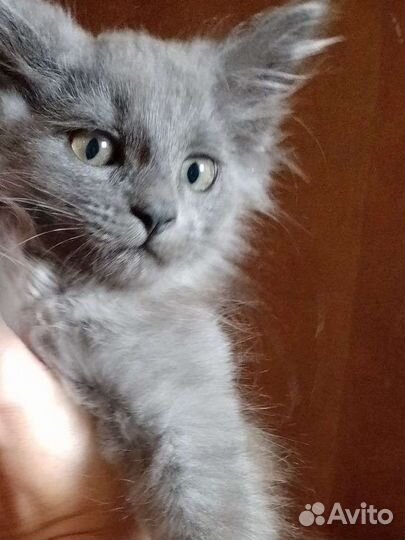 Котята серые