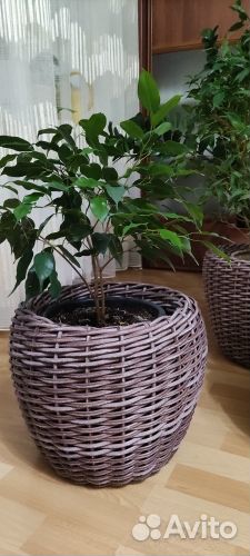 Растения комнатные: Фикусы, замиокулькас