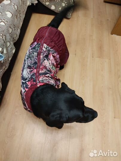 Комбинезон демисезонный для собак
