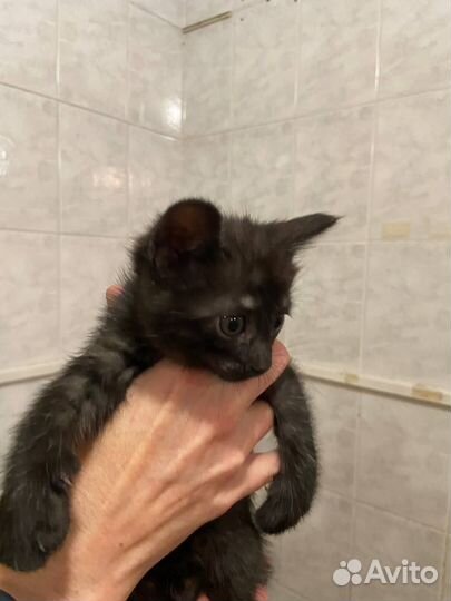 Отдам котенка в добрые руки (девочка)