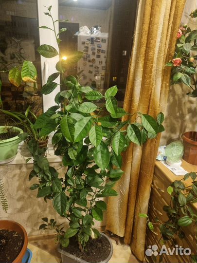 Цитрусовое дерево