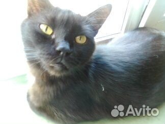 Котейковые хвостики