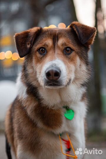 Собака в добрые руки бесплатно