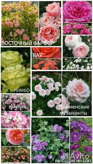 Саженцы роз