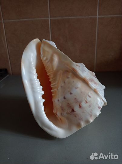 Ракушка