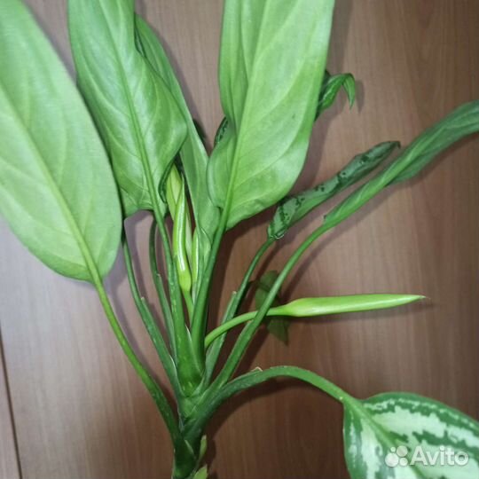 Аглаонема цветущая