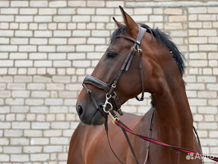 Спортивные лошади