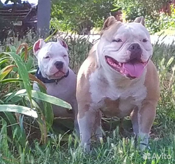 Американский булли мальчик