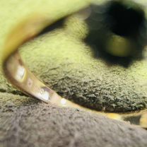 Кольцо с сапфиром и бриллиантами