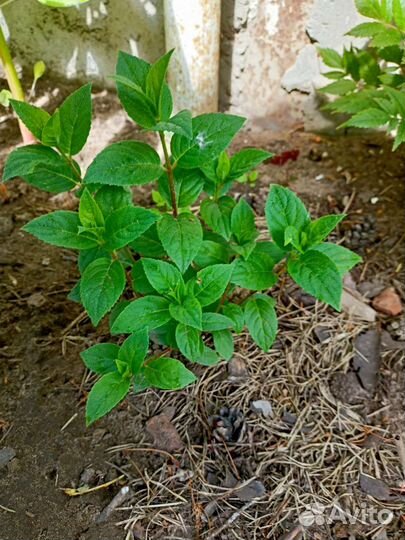 Гортензия метельчатая Ванила фрайз