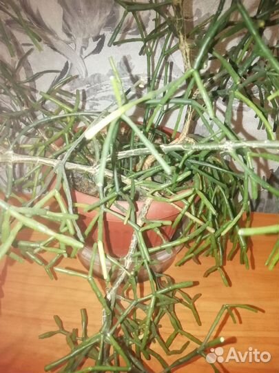 Хатиора жёлтая