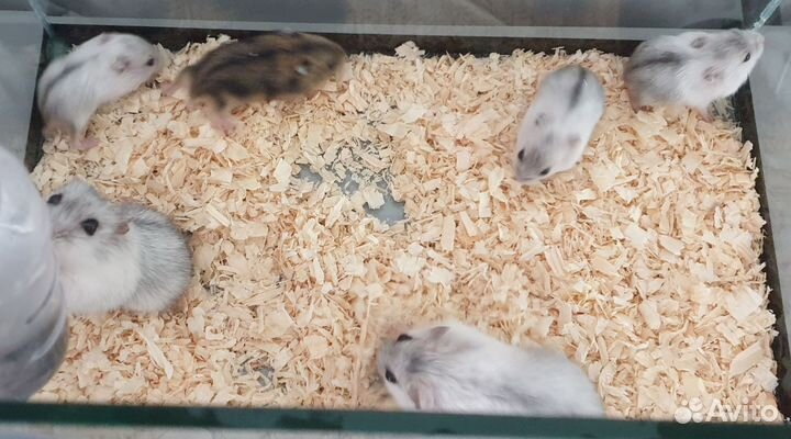 Джунгарский хомяк