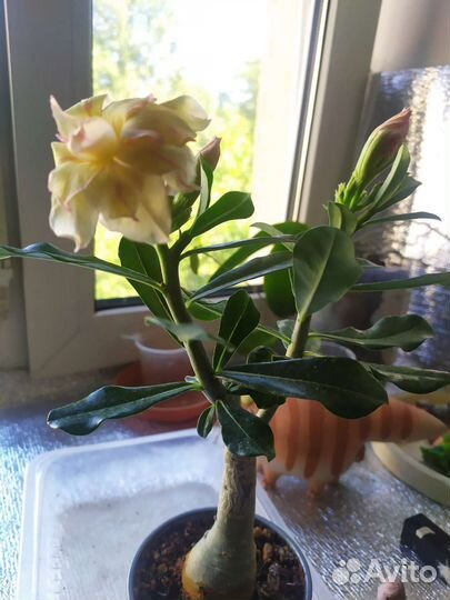 Адениум прививка