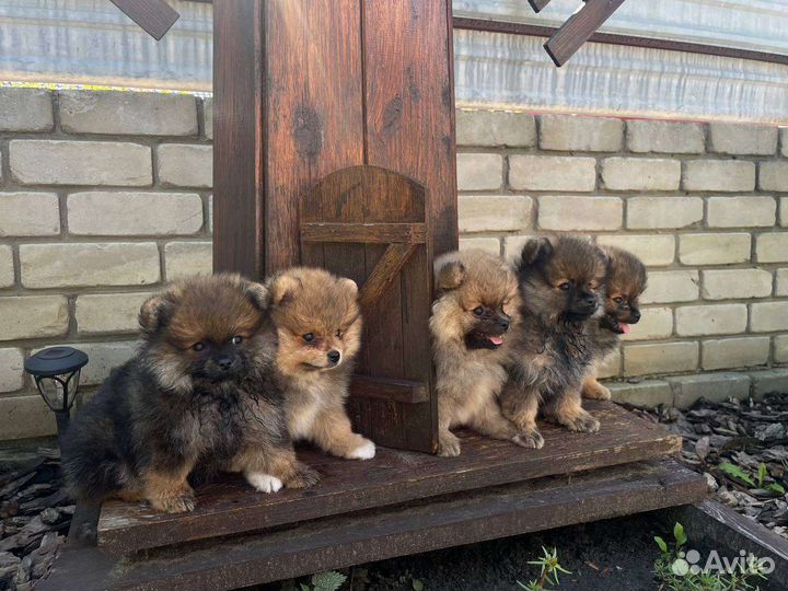 Немецкий шпиц