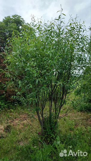 Верба саженцы