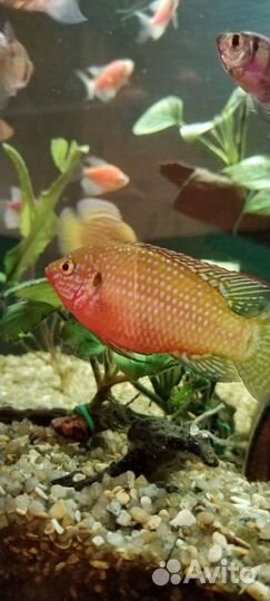 Хромис красавец