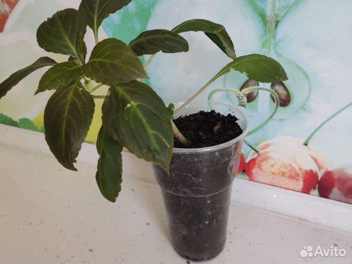 Бальзамин (Ванька мокрый)