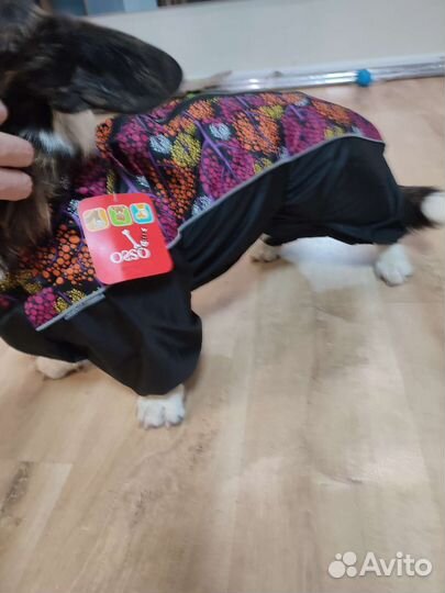 Дождевик на таксу, корги