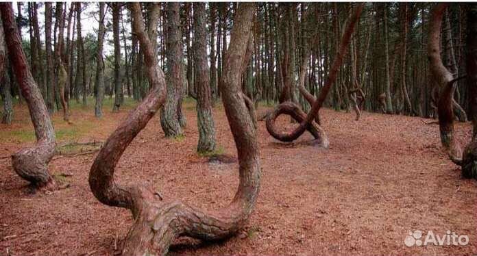 Личный водитель. Куршская коса, Янтарный, Балтийск