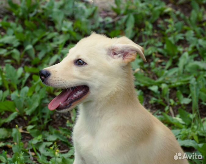 Щенок в добрые руки