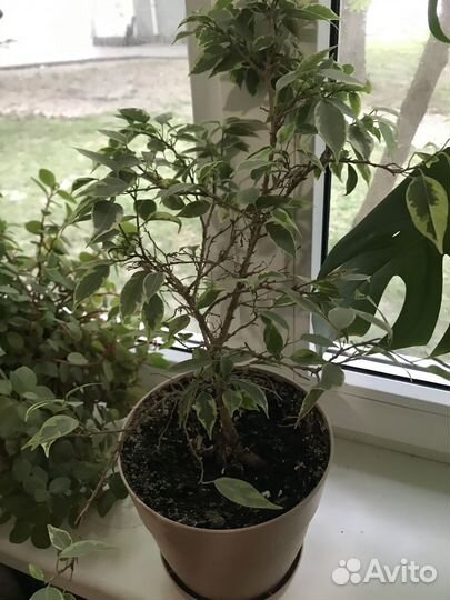 Фикус бенджамина