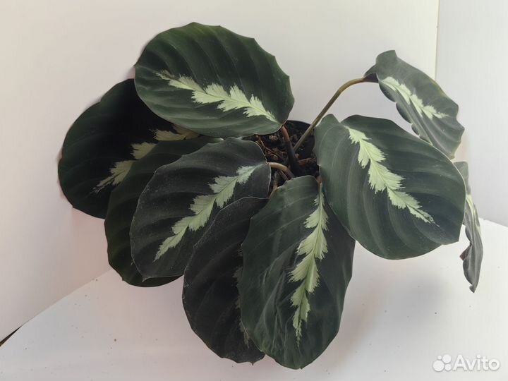 Калатея Дистинкта
