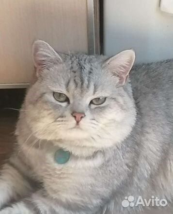 Передержка животных, цветов