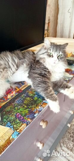 Кошка Мурка