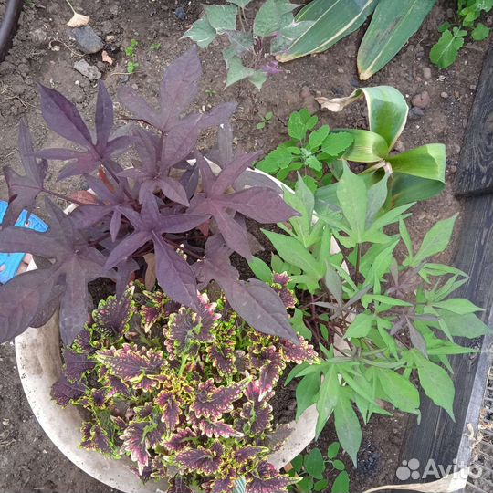 Ипомея батат