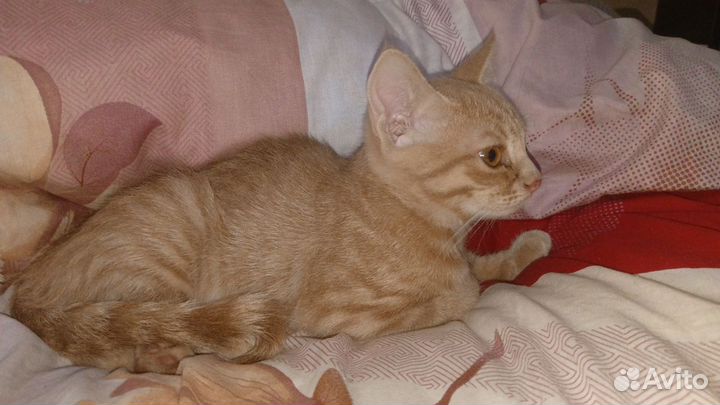Котятя