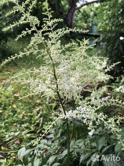 Астильба белая, розовая