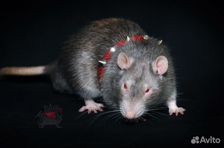 Декоративные цветные крысы, мыши
