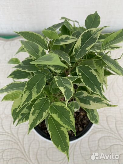 Фикус бенджамина