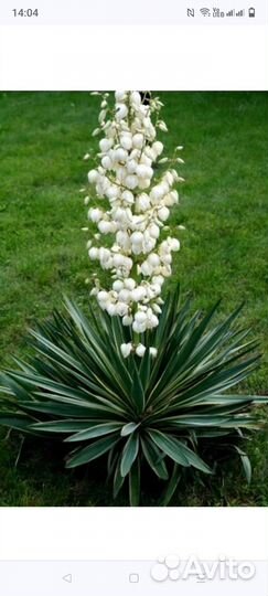 Юкка садовая