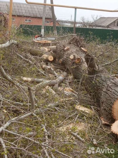 Спил деревьев