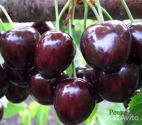 Саженцы черешни 2х,3х-4х летние зкс