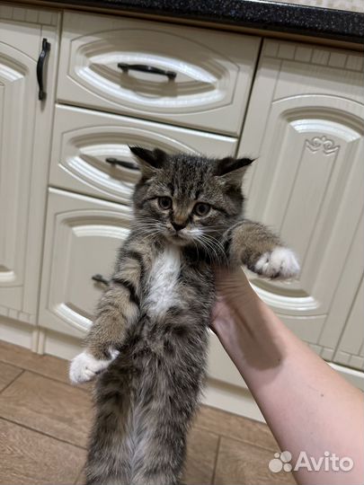 Домашние животные котята