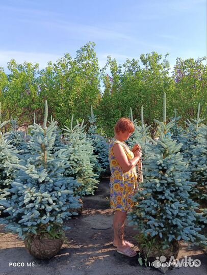 Ель колючая Глаука