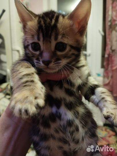 Бенгальские котята