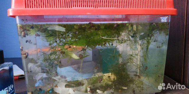 Улитки аквариумные