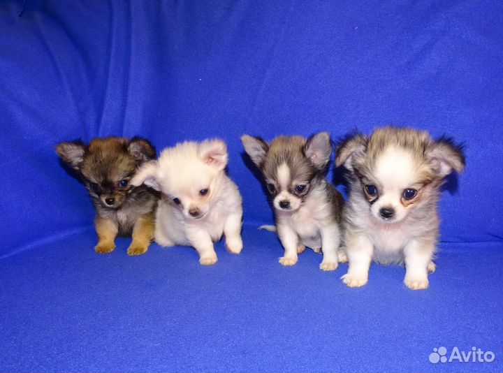 Чихуахуа щенки, мальчики